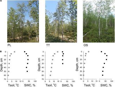 Plant–Soil–Climate Interaction in Observed and Simulated Tree-Radial Growth Dynamics of Downy Birch in Permafrost